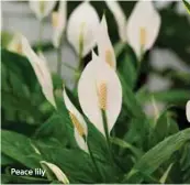  ??  ?? Peace lily