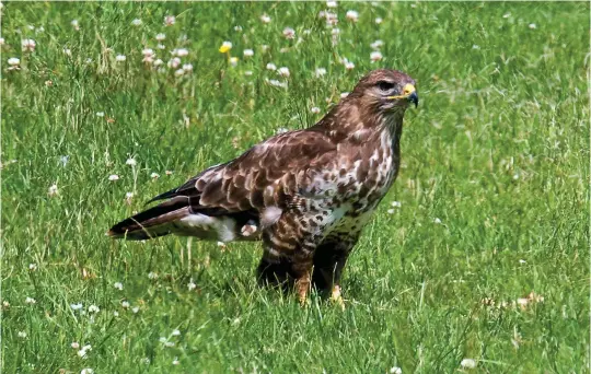  ?? ?? TWO: Adult Common Buzzard (Gigrin Farm, Rhayader, Powys). This is, again, a typical perched view of a Common Buzzard. The plumage is of the normal ‘medium’ type, being a rich warm brown with the malar, breast-side and flank markings clearly evident. Common Buzzard plumages are highly variable, however, and this bird lacks an obvious dark upper breast ‘shield’ and paler breast band. The dark eye here indicates that this individual is an adult.