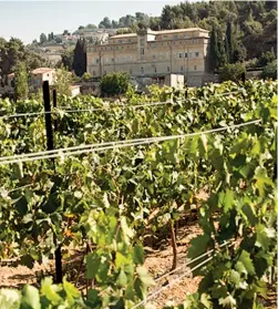  ??  ?? Territori Le vigne della Cantina Cremisan, gestita dai salesiani, vicino a Betlemme