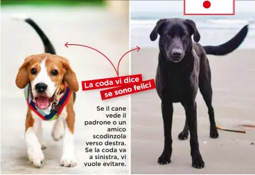  ??  ?? Se il cane vede il padrone o un amico scodinzola verso destra. Se la coda va a sinistra, vi vuole evitare.