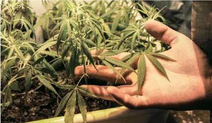  ??  ?? ONG afirman que la tardanza en publicar el reglamento para siembra, cosecha y cultivo de marihuana retrasa el nacimiento de una industria que podría traer beneficios a personas que necesitan productos elaborados con esa planta con fines medicinale­s y...