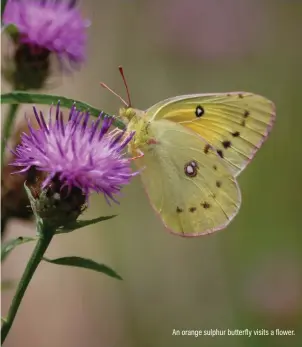  ??  ?? An orange sulphur butterfly visits a flower.