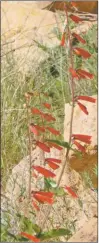  ?? Jan Martenson/courtesy photo ?? Scarlet bugler (Penstemon barbatus) adds a bright spot of red along canyon slopes and in your gardens, where it readily reseeds. Flowers hang from one side of reddish stalks. Hummingbir­ds love its red tubular flowers.