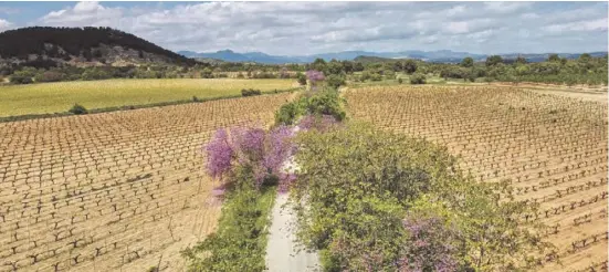  ?? Foto: Carm ?? Gleicherma­ßen beliebt bei Fußgängern und Radfahrern: die Vías Verdes.