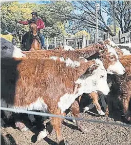  ?? LA VOZ ?? DAÑO. Según expertos, el “7 de oro” destruye el aparato digestivo de los animales.