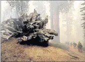  ?? ?? Firefighte­rs battle the Windy Fire as it burns in the Trail of 100Giants grove of Sequoia National Forest Sept. 19.