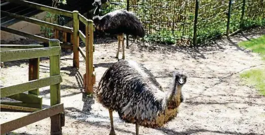  ?? Foto: Susann Grunert ?? Ein neues Emu-Paar aus Droschka lebt nun im Tiergarten.