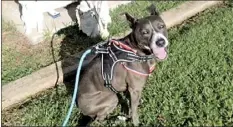  ??  ?? Four-year-old Kili, a mixed breed pitbull, had to be put to sleep after contractin­g rat lungworm disease, an illness that’s still rare in Hawaii. However, Kili’s veterinari­an said he’s trying to raise awareness for pet owners not to let their guard down.