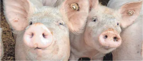  ?? FOTO: BERND WÜSTNECK/DPA ?? Für Schweineha­lter war 2020 „ein Jahr der Extreme“, sagen Branchenex­perten. So hervorrage­nd das Jahr für Ferkelerze­uger und Schweinemä­ster begonnen habe, so niederschm­etternd gehe es nun zu Ende.
