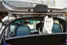  ?? Foto: Stefan Beck ?? Während Stefan Beck aus Holheim (Nördlingen) das Auto putzt, beobachtet Katze Mulle auf der Hutablage alles ganz genau.