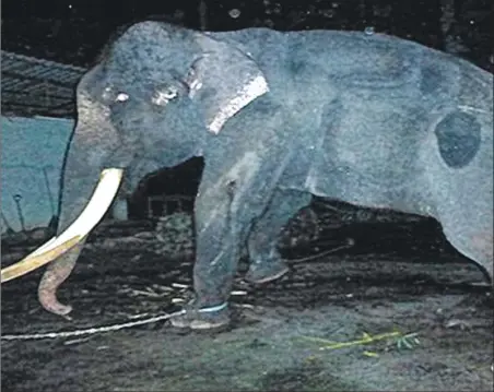  ??  ?? Lasah is chained up every night and lives alone, away from other elephants.