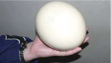  ?? ?? An ostrich egg