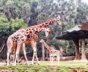  ??  ?? A FAMILY of giraffe from Africa