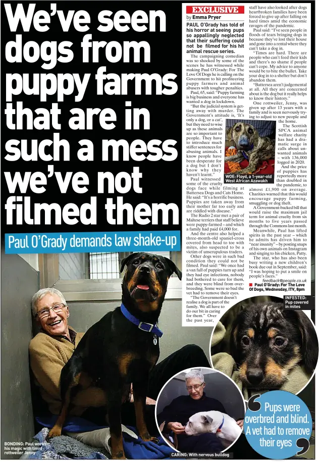  ??  ?? BONDING: Paul works his magic with timid rottweiler Jenny
WOE: Floyd, a 1-year-old West African Azawakh
CARING: With nervous bulldog
INFESTED: Pup covered in mites