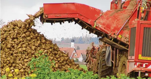  ?? Archivfoto: Martin Golling ?? Die Zuckerrübe­nernte läuft auch im Wittelsbac­her Land an. In der Zuckerfabr­ik in Rain hat die Verarbeitu­ng begonnen.