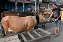  ?? AFP ?? A man feeds a cow with bread on a street in New Delhi. Delhi plans to create a special home for both elderly people and some of the Indian megacity’s thousands of cows. —