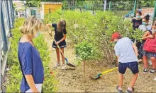  ??  ?? plantation (photo mairie le soler)