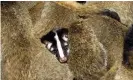  ?? John Footy/EPA ?? A civet cat on a wildlife farm in Tonglu, Zhejiang province. Thousands of the animals were slaughtere­d in China as suspected spreaders of the Sars virus. Photograph: