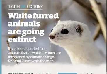  ??  ?? Warmer winters are changing weasel moulting behaviour, but is it bad news?