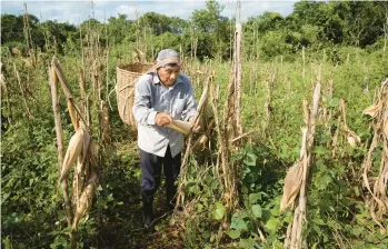  ?? BENEDICTE DESRUS/THE NEW YORK TIMES PHOTOS 2023 ?? Farmer Pedro Poot harvests corn cultivated on his land in Xoy, Yucatán, Mexico. Poot is one of several farmers in the Yucatán Peninsula who provides heirloom corn to the Gran Maizal distillery.