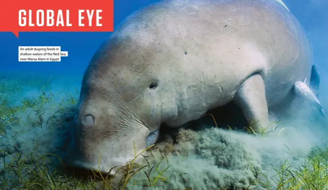  ?? ?? An adult dugong feeds in shallow waters of the Red Sea, near Marsa Alam in Egypt