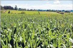  ?? Photo: SUPPLIED. ?? Prepared: The solution every dairy farmer should consider is to hold an on-farm buffer of home-grown maize silage.