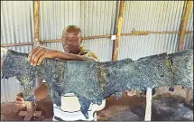  ??  ?? (Left): A man poses for a picture in one of the finished leather hats made out of tanned fish pelts. (Right): Newton Owino, an industrial chemist, hangs tanned fish pelts after a soak in a softening formula at the lakeside town of
Kisumu, in western...