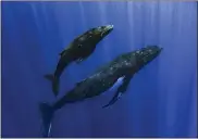  ?? SAMUEL LAM VIA AP ?? A humpback whale and her calf are seen in Papeete, French Polynesia, in September of 2022.