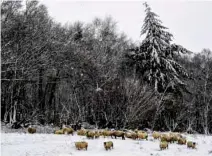  ?? - Reuters ?? BLIZZARD: Heavy snow falls on sheep in the hills near Sennybridg­e, Wales, Britain, on December 10, 2017.