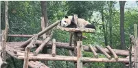  ?? LUCAS PETERSON PHOTOS/THE NEW YORK TIMES ?? A panda relaxes at the Chengdu Research Base of Giant Panda Breeding, in Chengdu, China.