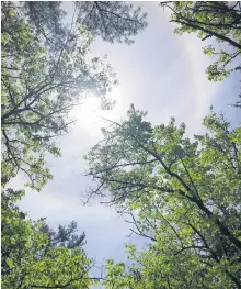  ??  ?? I don’t suppose Linda Mosher had her whites on the lawn when her 16-year-old granddaugh­ter, Robyn Dunbar, snapped this lovely photo. Robyn is from Bayside and was visiting the Gaspereau River when she noticed sunlight filtering through the trees. When she looked up, she was this stunning solar halo – or ring around the sun. Grandma Says: “ring around the sun or moon, rain upon you soon”.