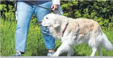  ?? FOTO: BERND WEISSBROD/DPA ?? Grüne und CDU wollen in Baden-Württember­g nach dem Vorbild Niedersach­sens einen Hundeführe­rschein einführen.