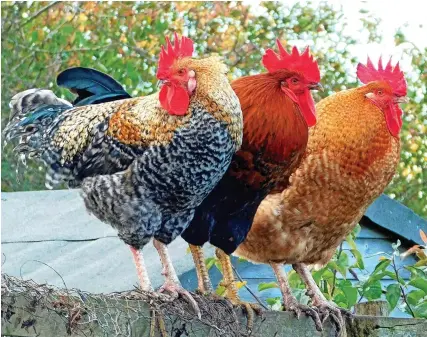  ?? Peter de Dee ?? Millions of free range and organic hens will be allowed outside again after avian flu restrictio­ns
