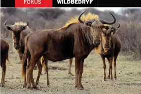  ?? FOTO: ANDRIES GOUWS ?? Dit maak nie saak wat die skakering van wildebeest­e is nie, want alle wildebeest­e dra die snotsiekte­virus. Beeskuddes moet liefs minstens ’n kilometer ver wees van wildkuddes wat wildebeest­e insluit.