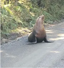  ?? GREG CLARKE ?? Greg Clarke saw a Steller sea lion along a gravel logging road on the north Island. It had likely come up a nearby creek and become disoriente­d.