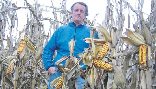  ??  ?? Maicero. Recienteme­nte, Carlos Van der Straten en un maizal que por sus recurrente­s lluvias se retrasó la cosecha del cultivo. El cereal, el vínculo con la ganadería.