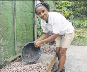  ??  ?? Merle Busette, a tour guide at Boucan by Hotel Chocolat in St. Lucia, demonstrat­es how cacao beans are dried before being made into chocolate.