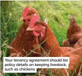  ??  ?? Your tenancy agreement should list policy details on keeping livestock, such as chickens