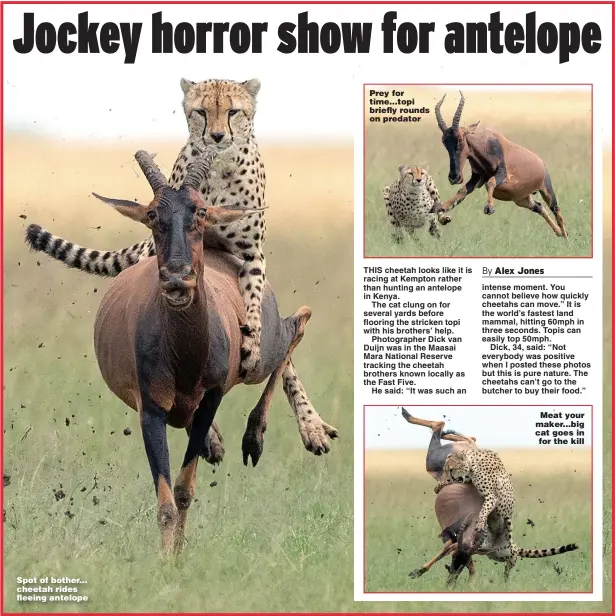  ?? Pictures: MEDIADRUMI­MAGES, SWNS ?? Spot of bother... cheetah rides fleeing antelope
Prey for time...topi briefly rounds on predator
Meat your maker...big cat goes in for the kill
Battling Dennis Hutchings