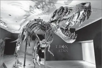  ?? Mary Altaffer Associated Press ?? STAN, one of the largest Tyrannosau­rus rex fossils ever discovered, on display in 2020. A team of scientists has disputed a previous researcher’s assumption­s about T. rex’s brain cavity size and correspond­ing neuron counts.