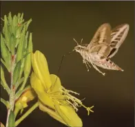  ?? (Doug Tallamy/Nature’s Best Hope/via The Washington Post) ?? A white-lined sphinx moth pollinates a flower while seeking nectar. Since creating his native plant sanctuary, Doug Tallamy has recorded more than 900 moth species.