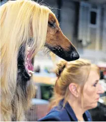  ??  ?? Paolo, an Afghan hound, yawns alongside its owner Tricia Shaw at the Ladies Kennel Associatio­n championsh­ip dog show in Birmingham’s NEC venue.