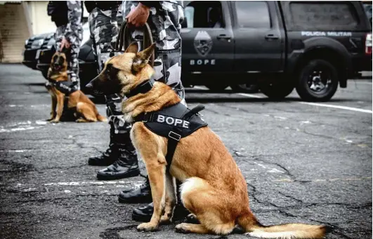  ?? Fotos:Polícia Militar do Paraná/Sesp ?? Os animais possuem atributos como olfato apurado, visão e agilidade de locomoção