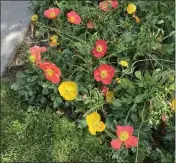  ?? ?? Iceland poppies and other ornamental­s benefit from a layer of mulch.