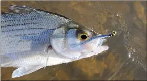  ?? Flip Putthoff/NWA Democrat-Gazette ?? Fly fishing with a Clouser minnow hooked this white bass and several others during a previous spring on the War Eagle River near War Eagle Mill.