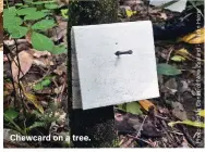  ?? ?? Chewcard on a tree.