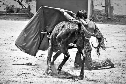  ?? Jairo grijalva/ cortesía fiesta detoros ?? • 21 novilleros se presentaro­n a la fase clasificat­oria del certamen. 12 fueron selecciona­dos para las tres novilladas.