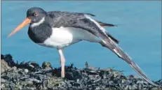  ?? Photo by Dennis Morrison ?? The non-breeding plumage of the oystercatc­her showing the little white chin strap.