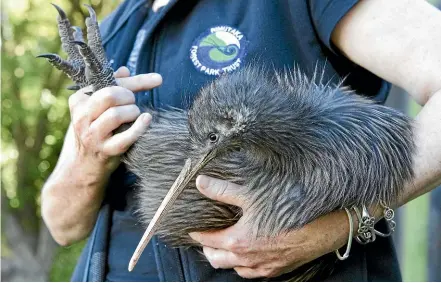  ??  ?? Conservati­on Department kiwi expert Hugh Robertson says the focus of the capital’s conservati­on plan has changed since North Island brown kiwi were released into Remutaka Forest. North Island browns are not endemic to the area.