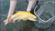  ?? (Courtesy photo) ?? Arkansas Game and Fish Commission purchased golden trout from a commercial hatchery in Missouri and stocked them in the White River below Bull Shoals Dam.